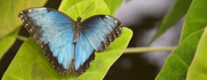 blue butterfly on leaft