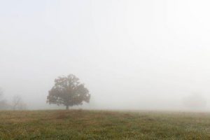 single tree in a meadow in the fog