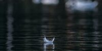small white feather floating on the surface of a lake