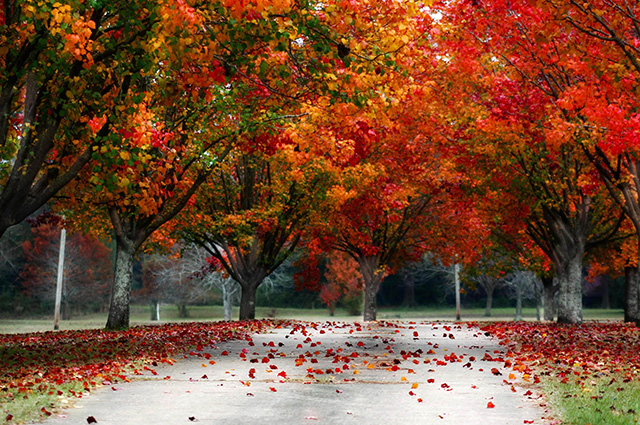 pathway surrounded by changing leaves in red and yellow and multiple fallen leaves on the ground