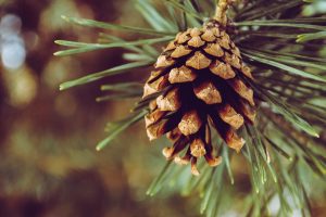 pine cone