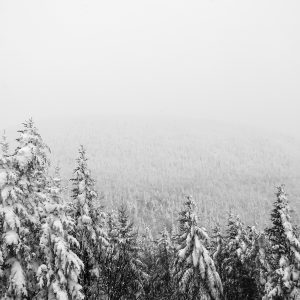 view over a hill of snow covered pines