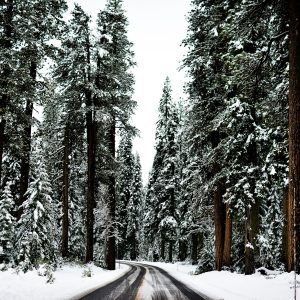 road winding through snow-covered pines